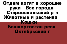 Отдам котят в хорошие руки - Все города, Старооскольский р-н Животные и растения » Кошки   . Башкортостан респ.,Октябрьский г.
